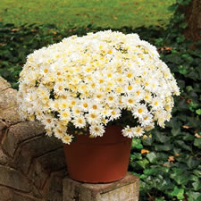 Igloo Icicle Chrysanthemum